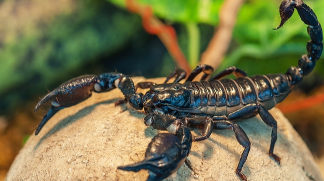 Des scorpions envahissent le sud de l'Égypte après des intempéries