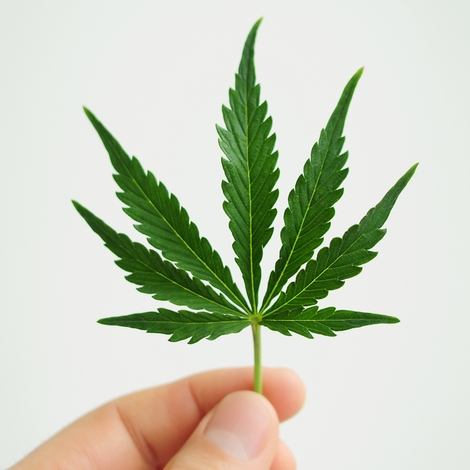 Cannabis : une vraie dépendance