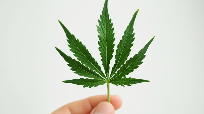 Cannabis : une vraie dépendance