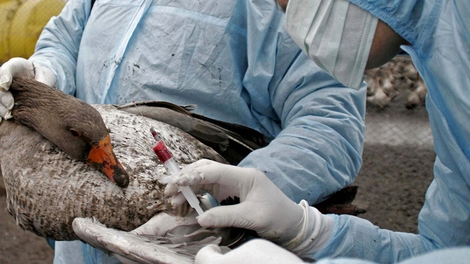 Grippe aviaire: un premier foyer détecté dans les Landes
