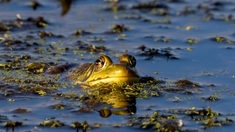Des scientifiques font repousser des pattes à des grenouilles amputées