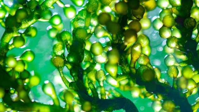 Les pouvoirs extraordinaires des micro-algues