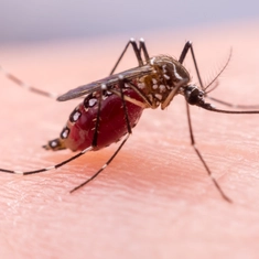 Top 10 des anti-moustiques les plus efficaces - Guide complet