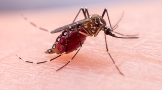 Le paludisme, un fléau planétaire