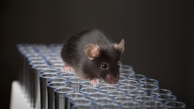 Des chercheurs font rajeunir des souris 