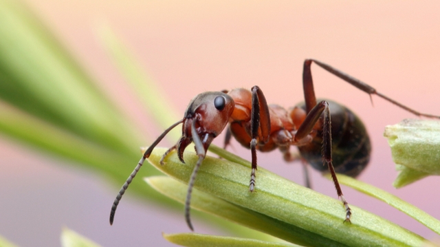 Des fourmis “renifleuses” dressées pour détecter les cancers
