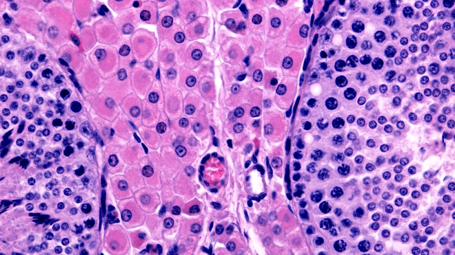 Image d'illustration de cellules testiculaires situées dans les tubules séminifères