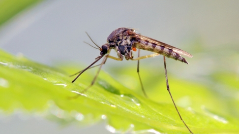 Covid : un moustique découvert dans un vaccin Moderna, près de 800 000 doses rappelées