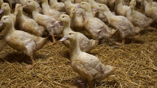 Chine : premier cas humain de grippe aviaire H3N8 