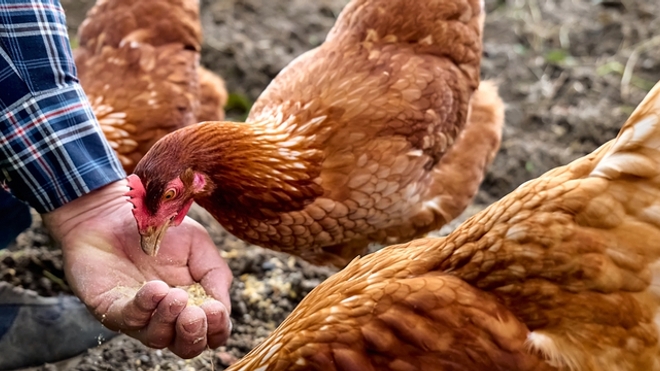 Grippe aviaire : comprendre les risques pour les humains en trois questions