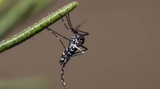 Moustique tigre : un cas de dengue dans le Var
