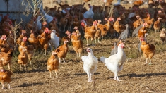 Pourquoi le virus de la grippe aviaire inquiète les autorités sanitaires