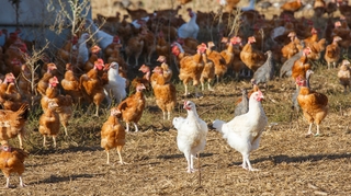 Pourquoi le virus de la grippe aviaire inquiète les autorités sanitaires