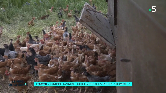 L'actu - Grippe aviaire : quels risques pour l'homme ? 