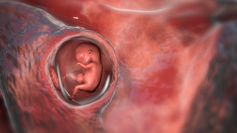 Recherche sur l'embryon : quel cadre juridique ?