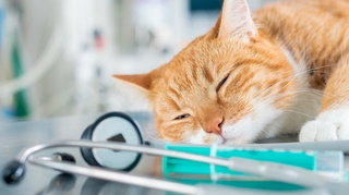 Santé des animaux : tout savoir sur la stérilisation et la castration des chats