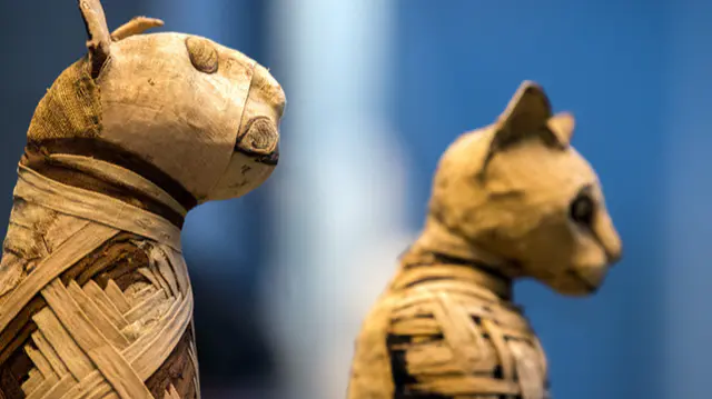 Morsures Griffures D Animaux Les Gestes D Urgence Allodocteurs