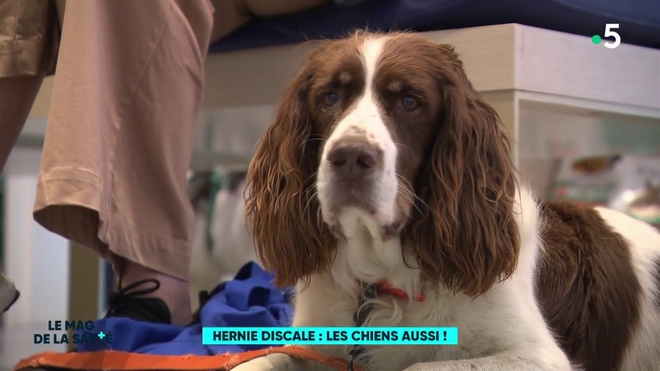 Hernie discale : les chiens aussi 
