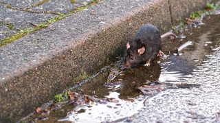 Leptospirose : tout ce qu'il faut savoir sur la “maladie des rats”