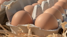 Salmonelles : rappel de boîtes d’oeufs vendues chez Leclerc et en supérette