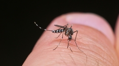 Dengue, chikungunya, Zika… Quand le moustique tigre menace l’été !