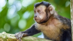 Variole du singe : les attaques contre des primates se multiplient au Brésil