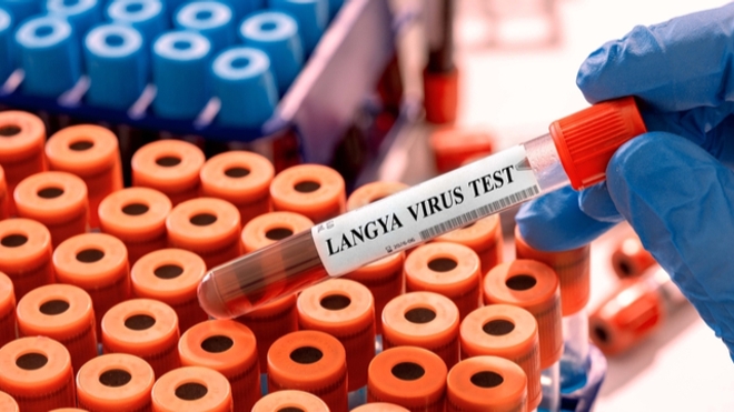 Ce que l'on sait du nouveau virus Langya henipavirus, identifié en Chine