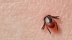 Maladie de Lyme : un vaccin en dernière phase d'essai clinique