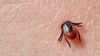 Maladie de Lyme : un vaccin en dernière phase d'essai clinique