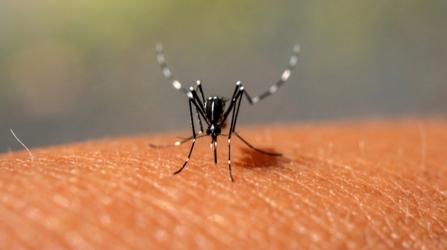 Dengue : faut-il s'inquiéter des cas autochtones détectés en France ?