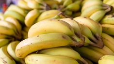 Martinique : ce que l’on sait du régulateur de croissance utilisé illégalement sur les bananes