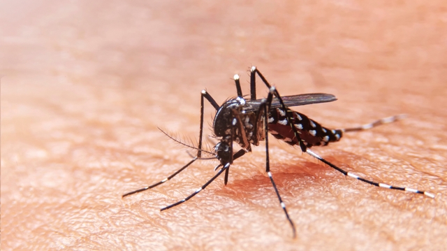 Cette année, les cas de dengue sont plus nombreux