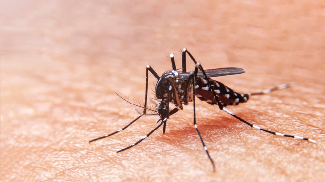 Le moustique tigre est vecteur du virus de la dengue