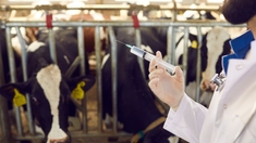 Les éleveurs aussi luttent contre l'antibiorésistance	