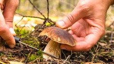 Champignons toxiques ou comestibles ? Ne vous fiez pas aux applis !