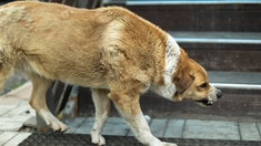 Ce qu'il faut savoir sur le cas de rage canine détecté en Île-de-France