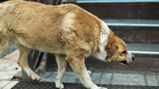 Ce qu'il faut savoir sur le cas de rage canine détecté en Île-de-France