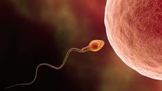 Infertilité : pourquoi la concentration en spermatozoïdes baisse partout dans le monde