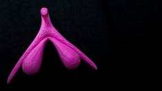 Cinq questions sur le clitoris