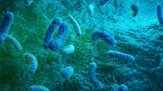 Les infections bactériennes sont la deuxième cause de décès dans le monde