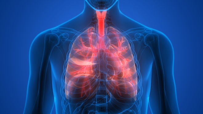 Les poumons et plus précisement les bronchioles, sont la cible de la bronchiolite.