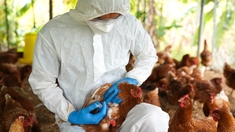 Faut-il s'inquiéter du premier cas de grippe aviaire chez l’humain en Equateur?