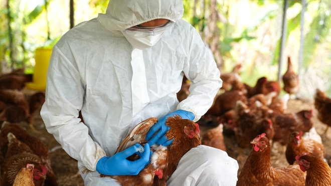 L'Equateur a déclaré le 30 novembre 2022 une urgence sanitaire de 90 jours après la détection d'un foyer d'influenza aviaire dans des élevages de volailles de la province andine de Cotopaxi