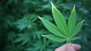 Cannabis : bientôt une "légalisation encadrée" en France ?