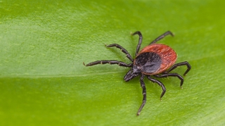 Envoyez vos tiques pour faire avancer la recherche sur la maladie de Lyme