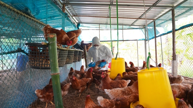 Au Cambodge, aucun cas de contamination de grippe aviaire chez l'homme n'a été recensé entre 2015 et 2022, d'après l'agence onusienne, contre 30 décès entre 2010 et 2014