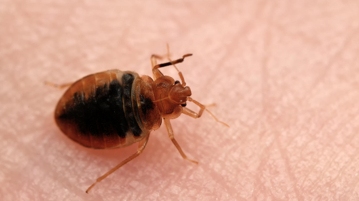 Quand les insectes veulent notre peau - AlloDocteurs
