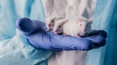 Des souris naissent à partir de deux pères pour la première fois