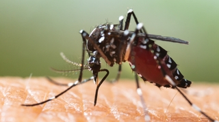 Zika, dengue et chikungunya : les maladies propagées par le moustique tigre progressent en France