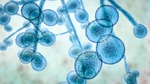 Candida auris : un champignon résistant menace la santé mondiale